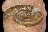 Jurassic Parkinsonia Ammonite - Germany #92457-3